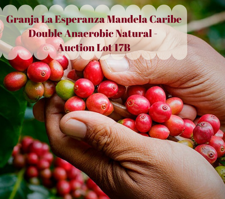 Auction Lot 17B - Mandela Caribe Double Anaerobic Natural