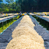 Gatta Farm Fully Washed - Shantawene, Sidama