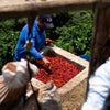 La Reserva Chiroso Anaerobic Honey - Antioquia