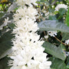 GW-3236 Gesha, double phase washed - Boquete