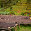 Rwanda Gaseke Anaerobic Natural - Nyamagabe