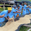 Muganza Anaerobic Washed - Nyamagabe