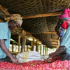 Rwanda Gaseke Anaerobic Natural - Nyamagabe