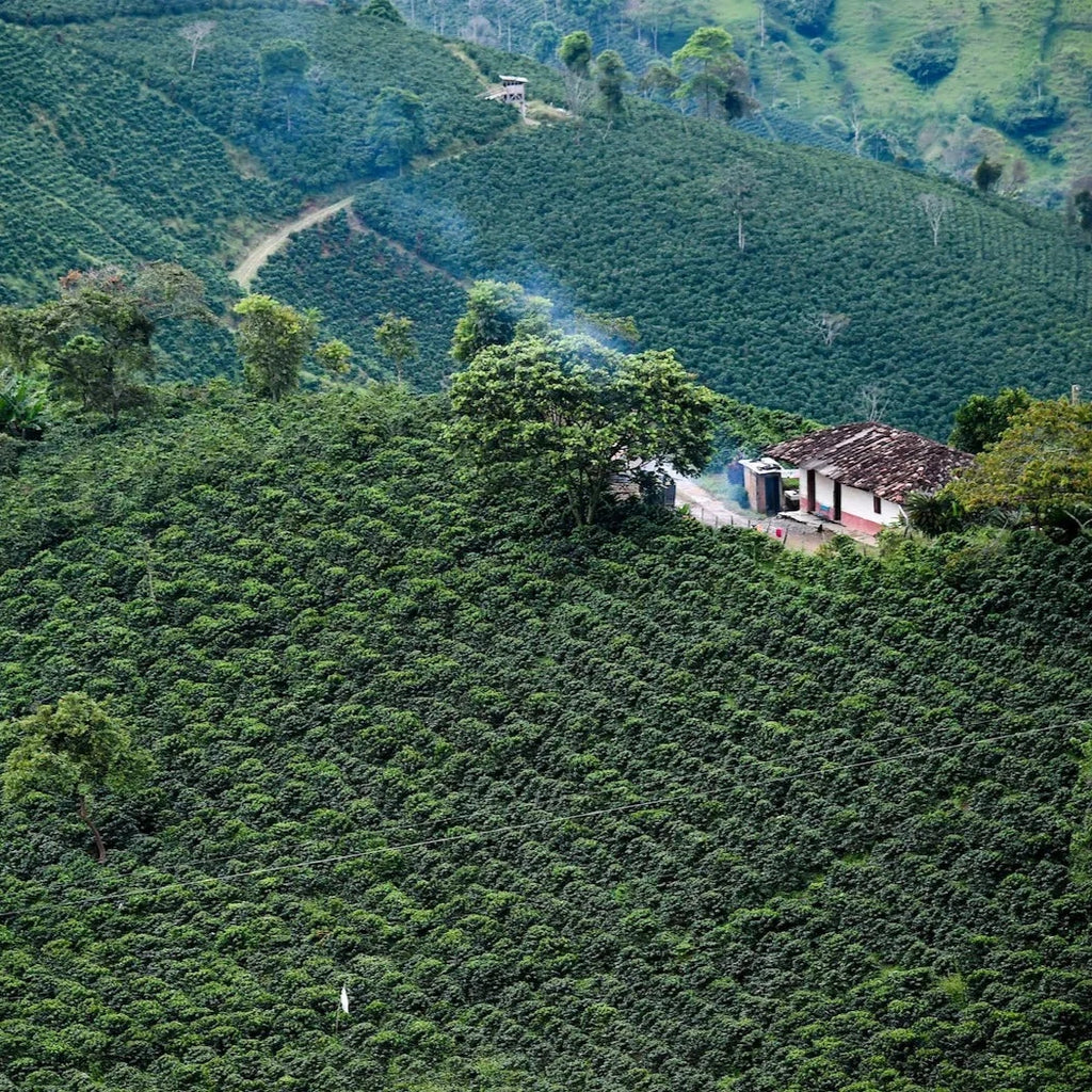 Finca La Esmeralda Anaerobic Washed - Huila