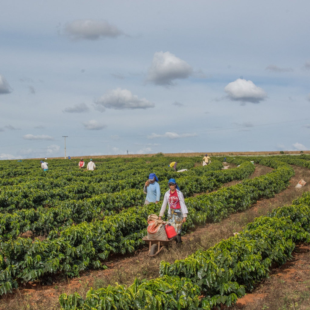 Daterra Bruzzi Natural, Boa Vista Farm - Cerrado Mineiro