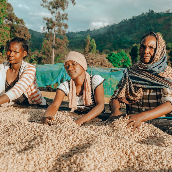 Gatta Farm Fully Washed - Shantawene, Sidama