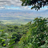 Finca El Cerro Pacas Dry Fermentation - Apaneca Llamatepec