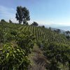 Finca El Diviso Sidra Natural Anaerobic 180H - Huila