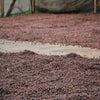 Finca El Diviso Sidra Natural Anaerobic 180H - Huila