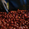 Finca El Diviso Sidra Natural Anaerobic 180H - Huila