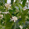 Santa Teresa Geisha Anaerobic Natural - Huila