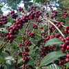 Guji Megadu Natural Anaerobic