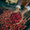 Lalesa Black Honey - Gedeb, Yirgacheffe