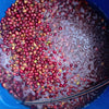 Santa Teresa Geisha Anaerobic Natural - Huila