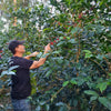 GN-40 Anaerobic Natural Gesha