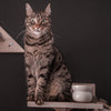 Coffee and Jesse 2020 - Etiopia Bensa Shantawene Anaerobico