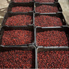 Perci Gesha Anaerobico Fermentazione Multistep - Ninety Plus Estates, Panama. ITALIAN BREWERS CUP 2020