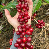 Perci Gesha Anaerobico Fermentazione Multistep - Ninety Plus Estates, Panama. ITALIAN BREWERS CUP 2020