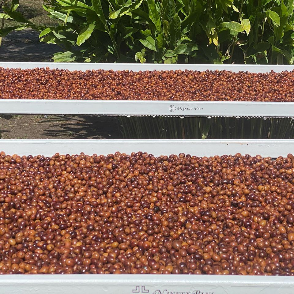 Perci Gesha Anaerobico Fermentazione Multistep - Ninety Plus Estates, Panama. ITALIAN BREWERS CUP 2020