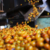 Fazenda São Silvestre Yellow Icatu Cryo Fermentazione Anaerobica