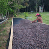 Gesha Mì Finquita Arango Miel Fermentation Lot - Chiriquì