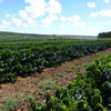 Fazenda Ouro Verde Sparkling Water Decaf, Cerrado Mineiro