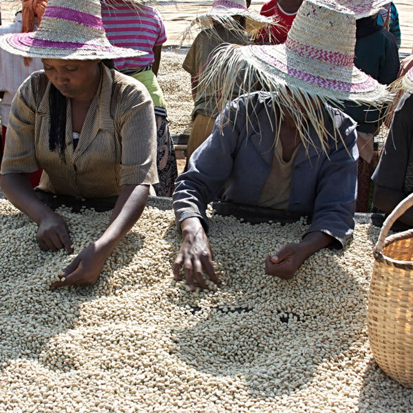 Alemayehu Yirdaw Natural Lotto #11, Yirgacheffe