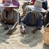 Alemayehu Yirdaw Natural Lotto #11, Yirgacheffe