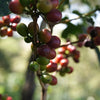 Alemayehu Yirdaw Natural Lotto #11, Yirgacheffe