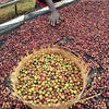 Alemayehu Yirdaw Natural Lotto #11, Yirgacheffe