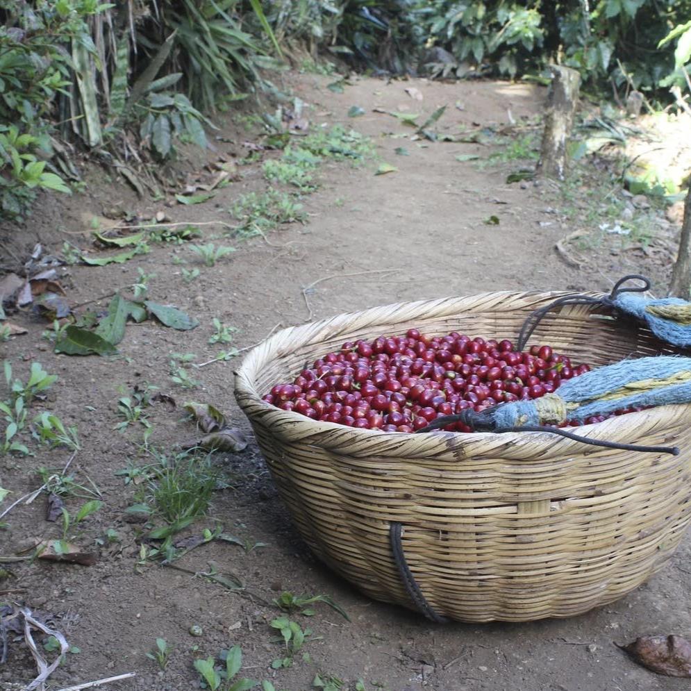 Carlos Alfredo Estevez 72h Fermentazione Estesa - Corquin, Copan