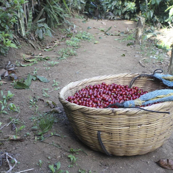 Carlos Alfredo Estevez 72h Fermentazione Estesa - Corquin, Copan