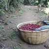 Carlos Alfredo Estevez 72h Fermentazione Estesa - Corquin, Copan
