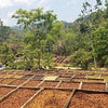 Las Promesas de San Blas Honey - Cup of Excellence Winning Lot