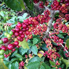 Las Promesas de San Blas Honey - Cup of Excellence Winning Lot