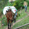 German Valenzuela, Finca San Antonio - Southern Huila