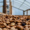 Finca Cordillera del Fuego, Anaerobic Lot 3 <br>