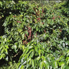 Finca Cordillera del Fuego, Anaerobic Lot 3 <br>
