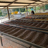 Finca El Cerro Anacafe Natural - Apaneca Llamatepec