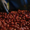 Finca El Diviso Sidra Natural Anaerobic 180H - Huila