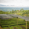 Finca El Paraiso – “Thermal Shock” by Diego Bermudez, Red Plum Fermentation