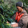 Frinsa Collective, Lotto #A Lactic Fermentation - Weninggalih