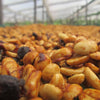 Finca Hartmann Gesha Lotto #46