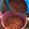 Finca Hartmann Gesha Lotto #46