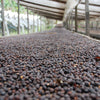 Finca La Ponderosa Gesha, experimental Sparkling fermentation