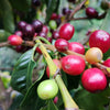 Finca Casa Vieja by Julio Cesar Montenegro #2 Natural - Chachagui