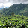 Finca La Reforma SL28 Naturale - Santa Ana Volcano