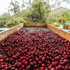 Granja La Esperanza Las Margaritas Pacamara XO. - Cauca Valley