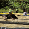 Nero Scuro Specialty Coffees Rwanda - Miko Remera Shade #18 - Nyamagabe by Nero Scuro Specialty Coffees - 2