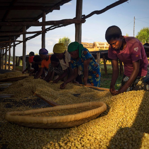 Nero Scuro Specialty Coffees Rwanda - Miko Remera Shade #18 - Nyamagabe by Nero Scuro Specialty Coffees - 1